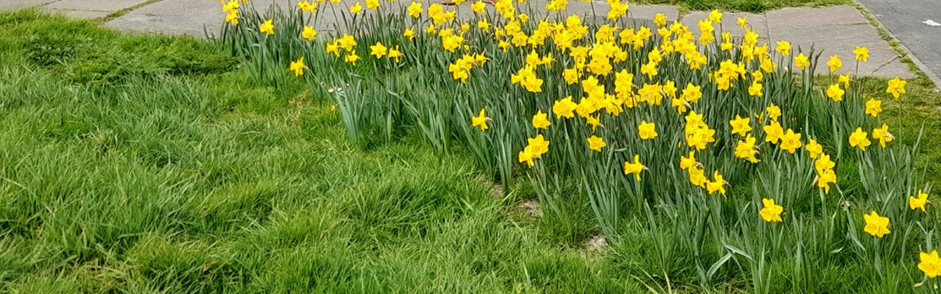 Ratton Conservatives, Eastbourne daffodils