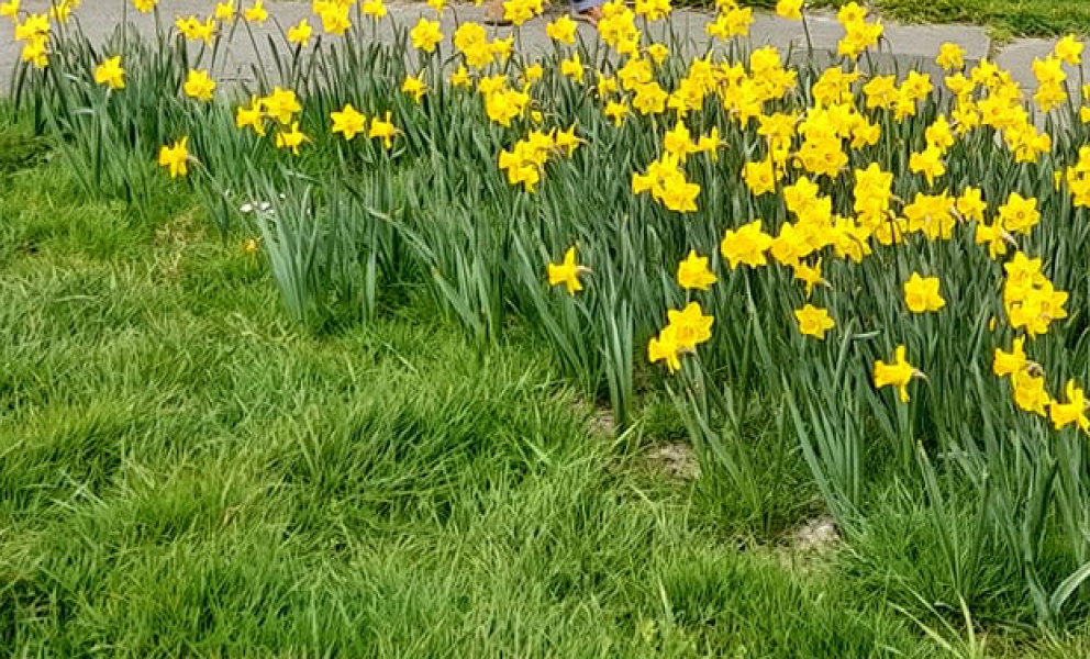 Ratton Conservatives, Eastbourne daffodils